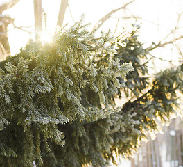 Image showing Spruce branches in the snow