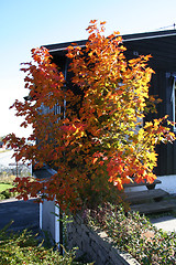 Image showing Autumn colors