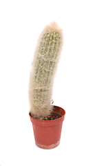 Image showing cactus