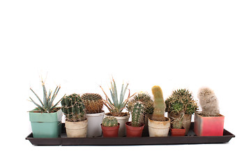 Image showing cactuses