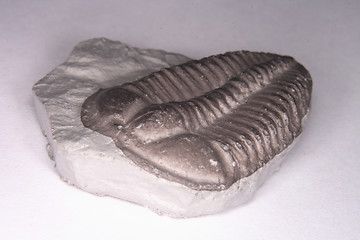 Image showing trilobite