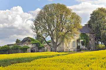 Image showing House and rape field  