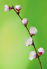 Image showing brunch cherry blossoms 