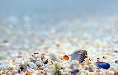 Image showing Shell on the beach