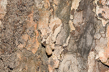 Image showing Wooden texture. Crimean pine tree, close-up view.