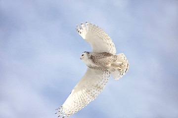 Image showing Snowy Owl in Flight 