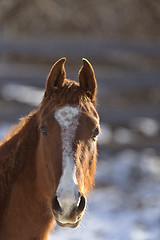 Image showing Horse in Winter