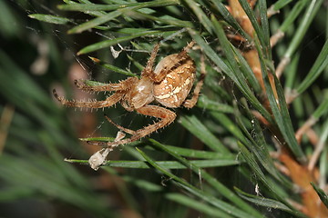 Image showing Spider in Wood