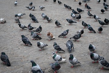 Image showing Pigeon close up on the ground