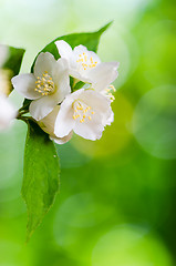 Image showing Beautiful flowers of a jasmin, close up. 