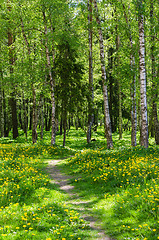 Image showing The path leading into spring forest