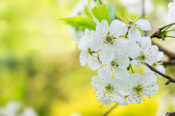 Image showing Blossoming branch of a cherry, close up