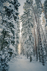 Image showing Winter snow covered trees. Winter wonderland