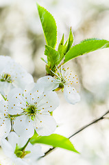 Image showing Blossoming branch of a cherry, close up