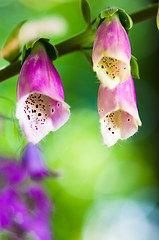 Image showing Beautiful flowers purple Foxglove