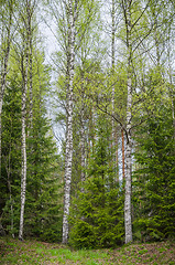 Image showing Spring forest with birches and firs