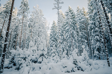 Image showing Winter snow covered trees. Winter wonderland