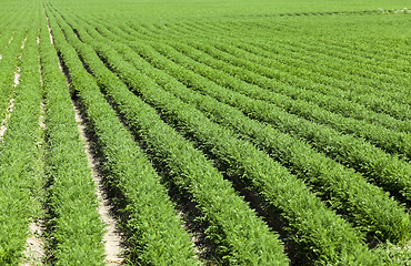 Image showing Field with carrot 