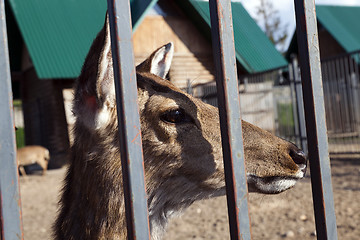 Image showing deer in the zoo 