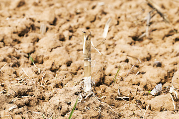 Image showing plowed for crop land  