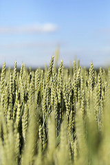 Image showing agricultural field wheat  