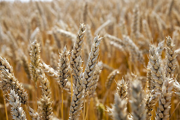 Image showing ripe yellow cereals 