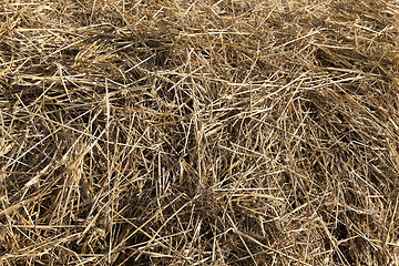 Image showing farm field cereals  