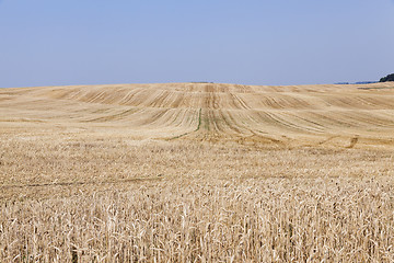 Image showing Agricultural field with wheat  