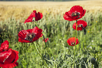 Image showing red poppies in a field  