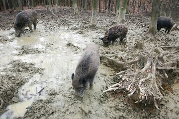 Image showing Wild boars in mud