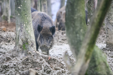 Image showing Wild boar in sludge