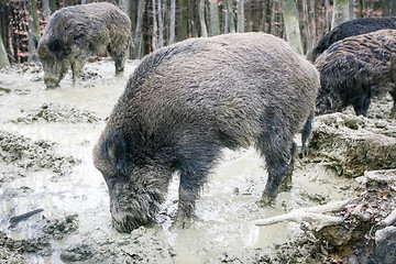 Image showing Wild hogs in mud