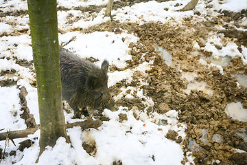 Image showing Wild boar in muddy woods