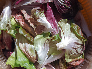 Image showing Red and green lettuce