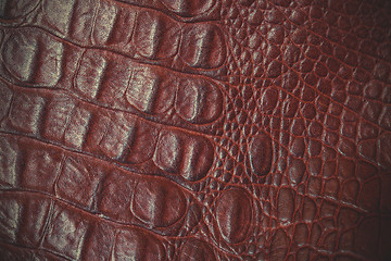 Image showing crocodile leather close up