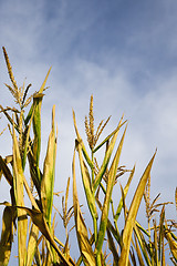 Image showing Field with corn 
