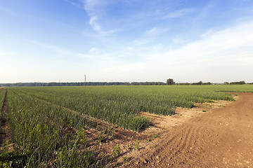 Image showing sprouts green onions  