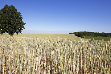 Image showing farm field cereals  