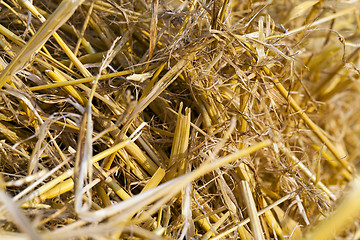 Image showing Field after harvest  