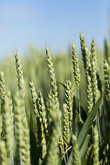 Image showing immature grass sky  