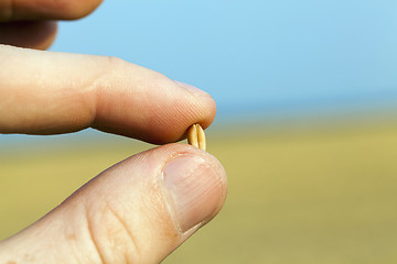 Image showing Wheat in hand  