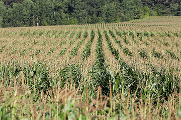 Image showing Corn field, summer time 