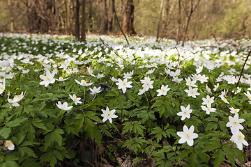 Image showing   spring flowers in white