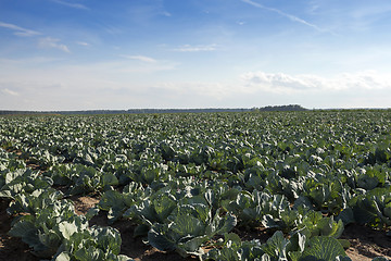 Image showing green cabbage in a field  