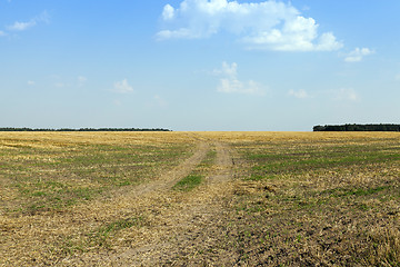 Image showing farm field cereals  