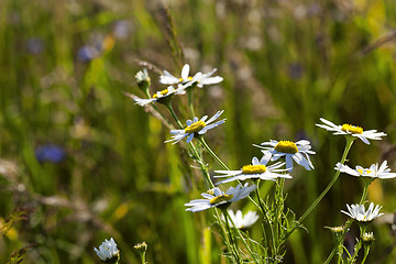 Image showing white daisy , bloom