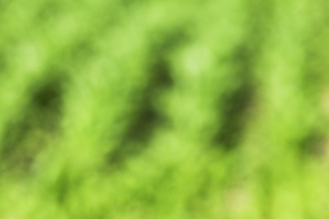 Image showing Green corn field  , Defocus