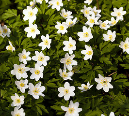 Image showing spring flowers , close-up  