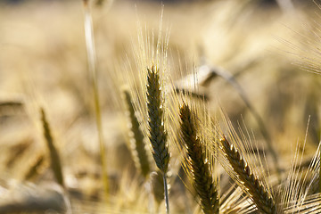 Image showing ripe yellow cereals  