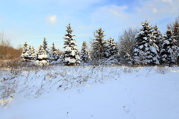 Image showing   fir tree in winter